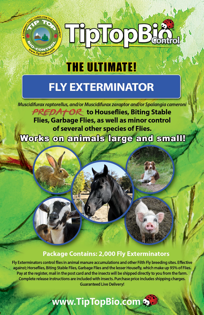 How to get rid of flies — PestXpert