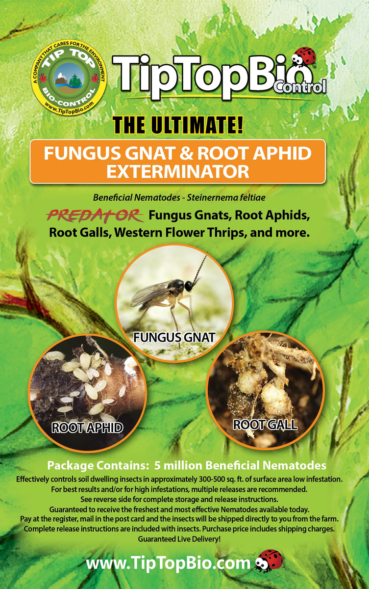 root aphids or fungus gnats