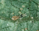 Neoseiulus californicus - Closeup