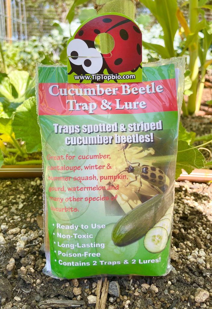 VivaTrap! Clear Sticky Trap & Stink Bug Combination Lure at