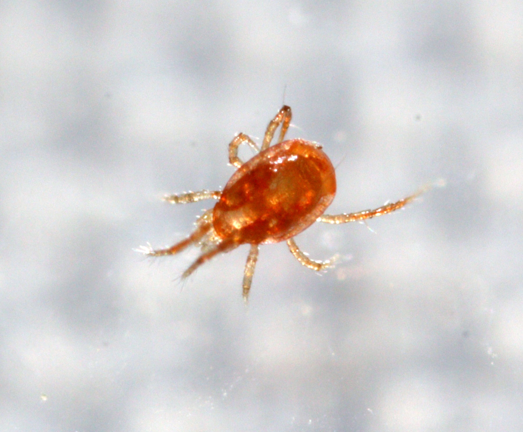 Neoseiulus californicus, General Mite Predator