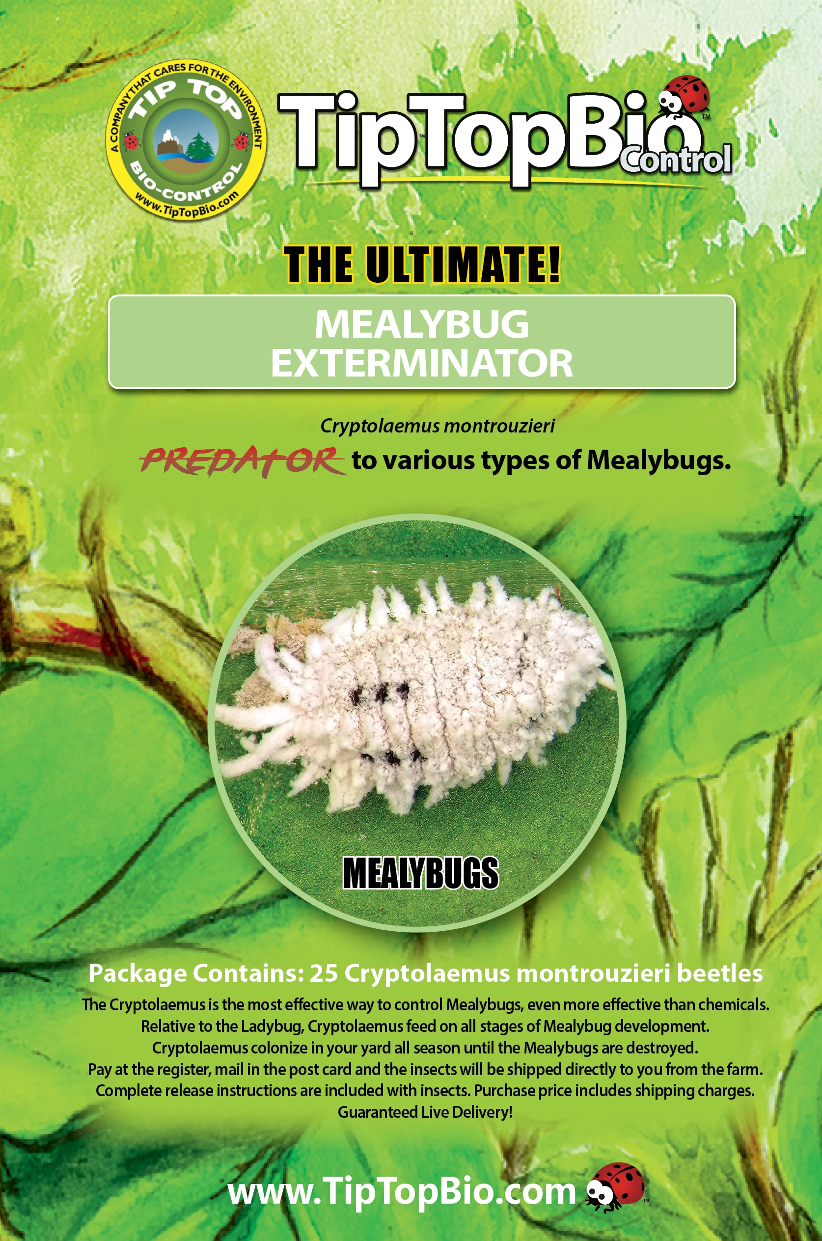 Controlling Scale Insects and Mealybugs - Alabama Cooperative Extension  System