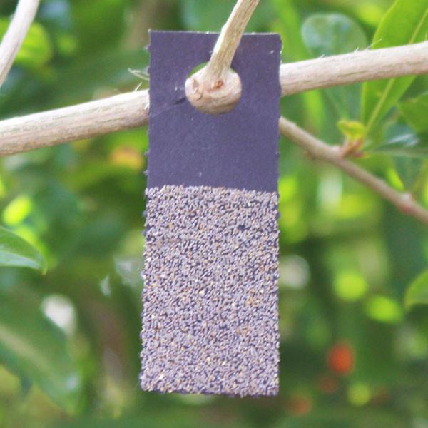 Trichogramma brassicae - Hanging card
